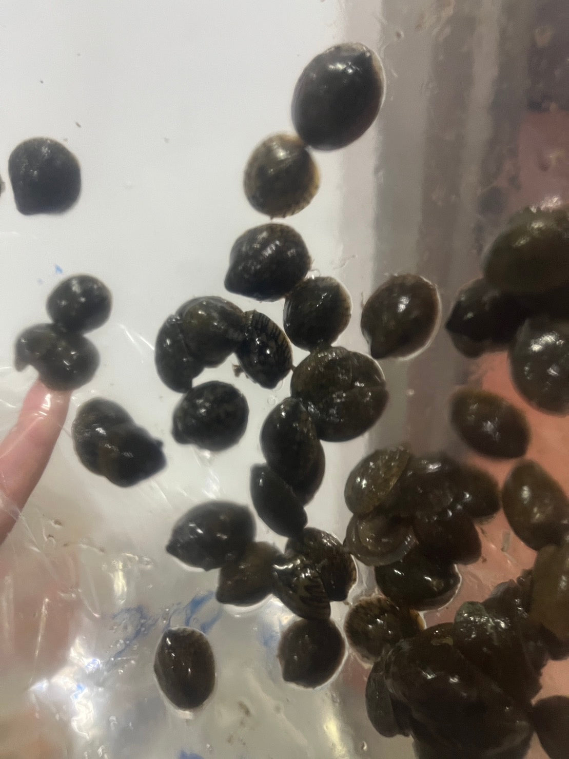 笠螺(大)5顆
