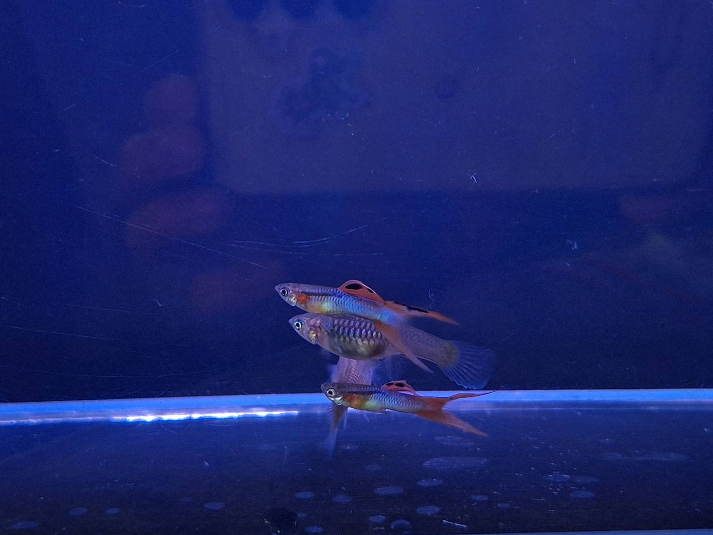 日本藍紅雙劍(對魚)三對裝