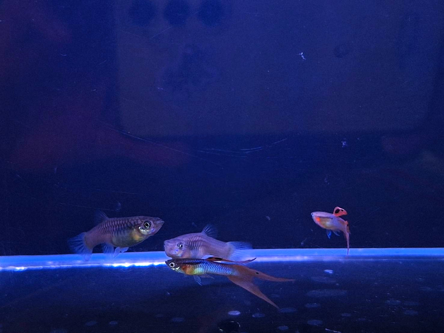 日本藍紅雙劍(對魚)三對裝