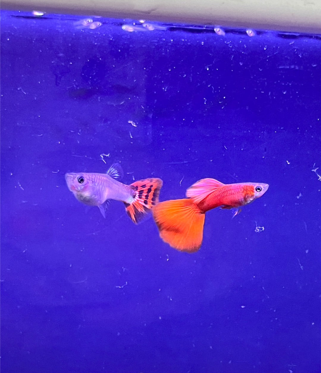 野生全紅(對魚)三對裝