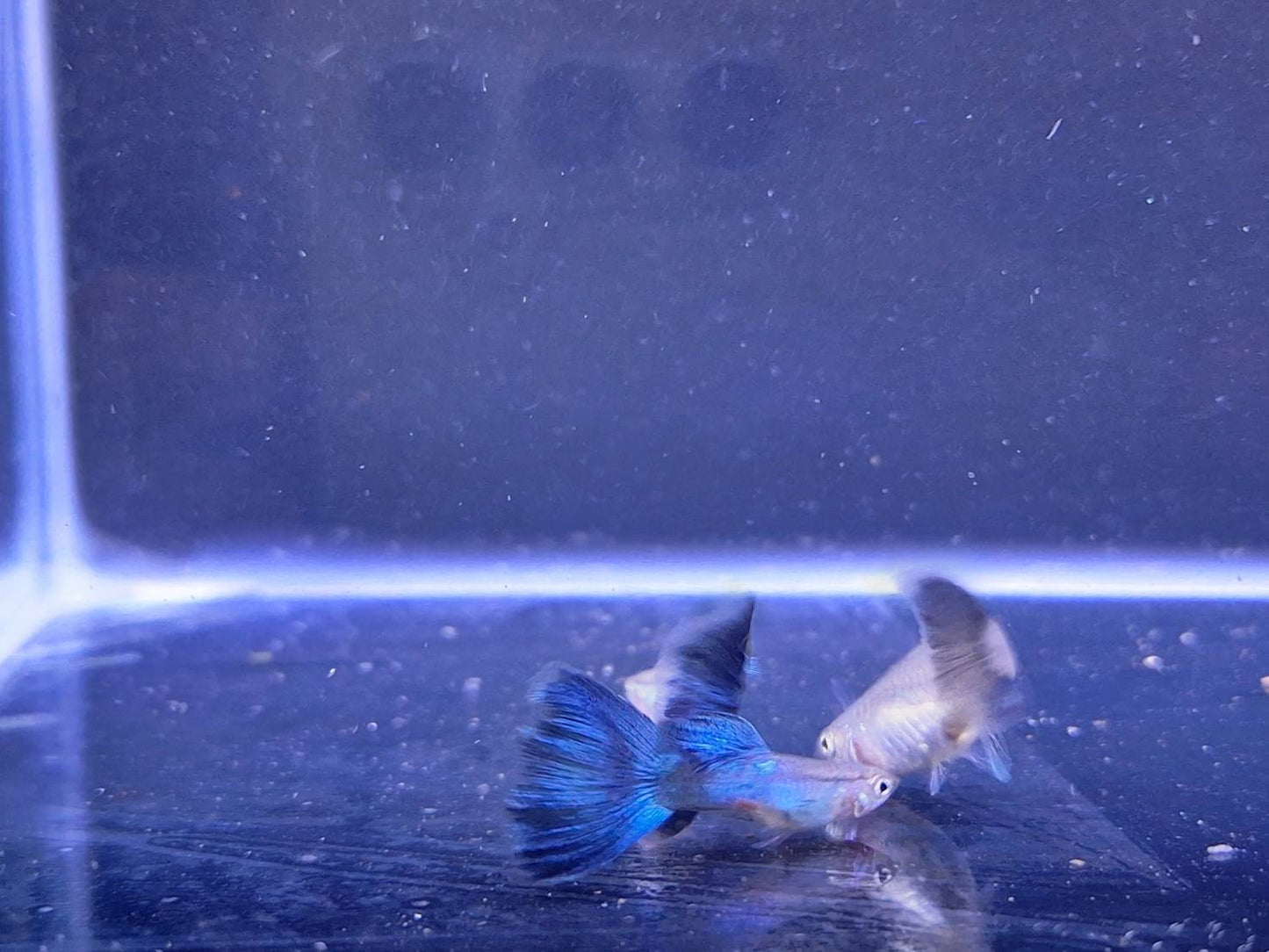 藍孔雀(對魚)3對一組