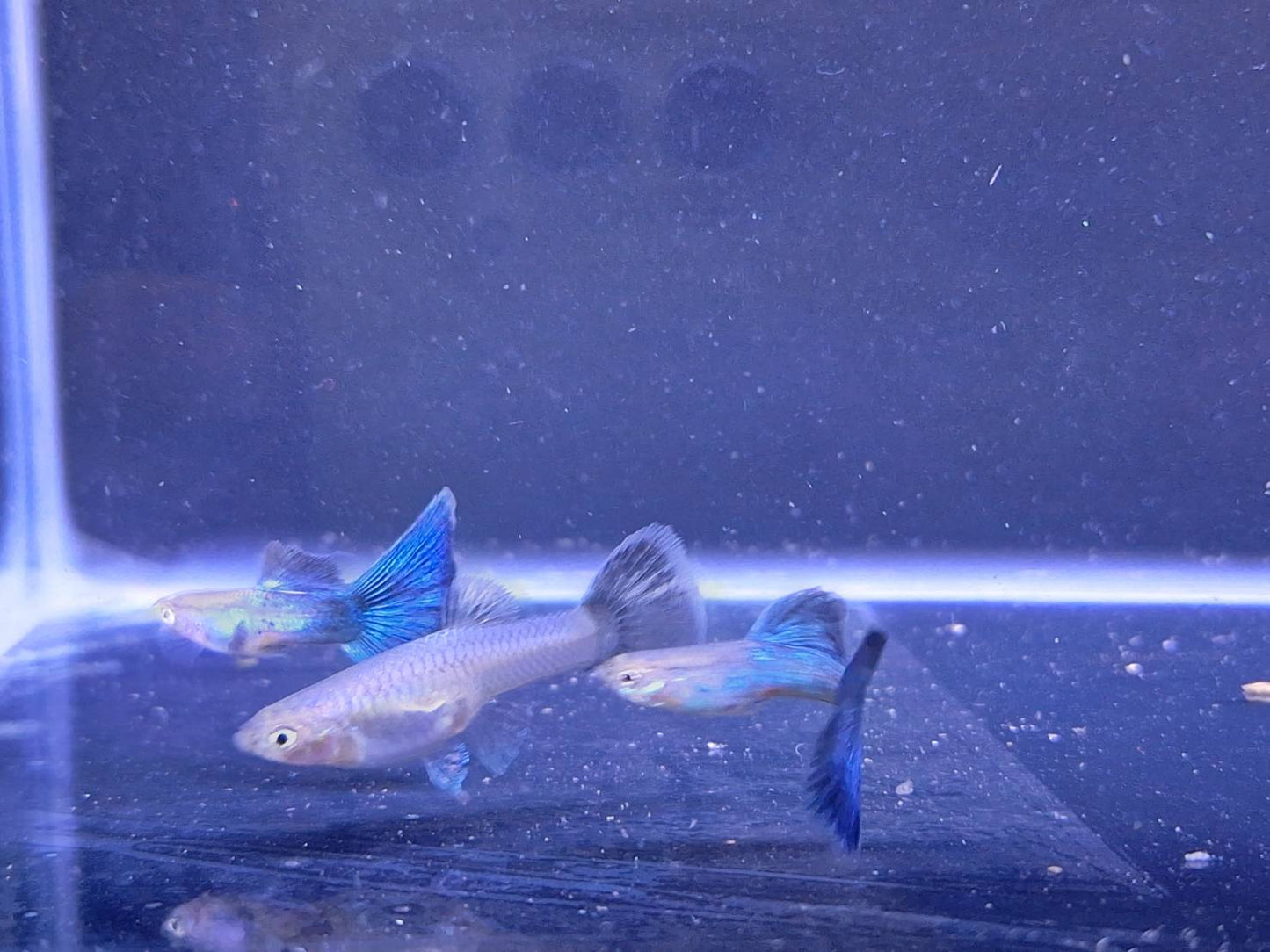 藍孔雀(對魚)3對一組