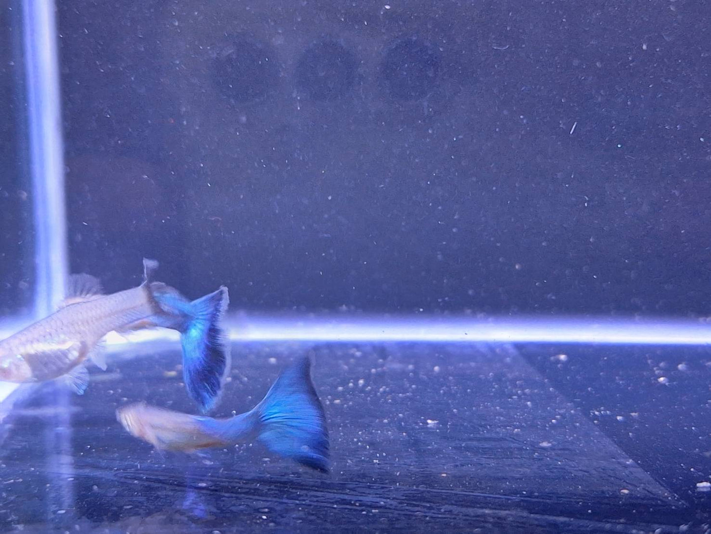 藍孔雀(對魚)3對一組