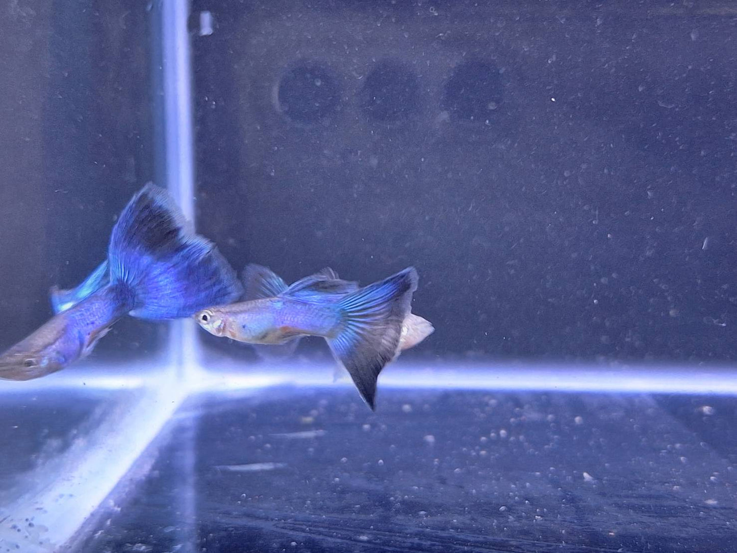 藍孔雀(對魚)3對一組