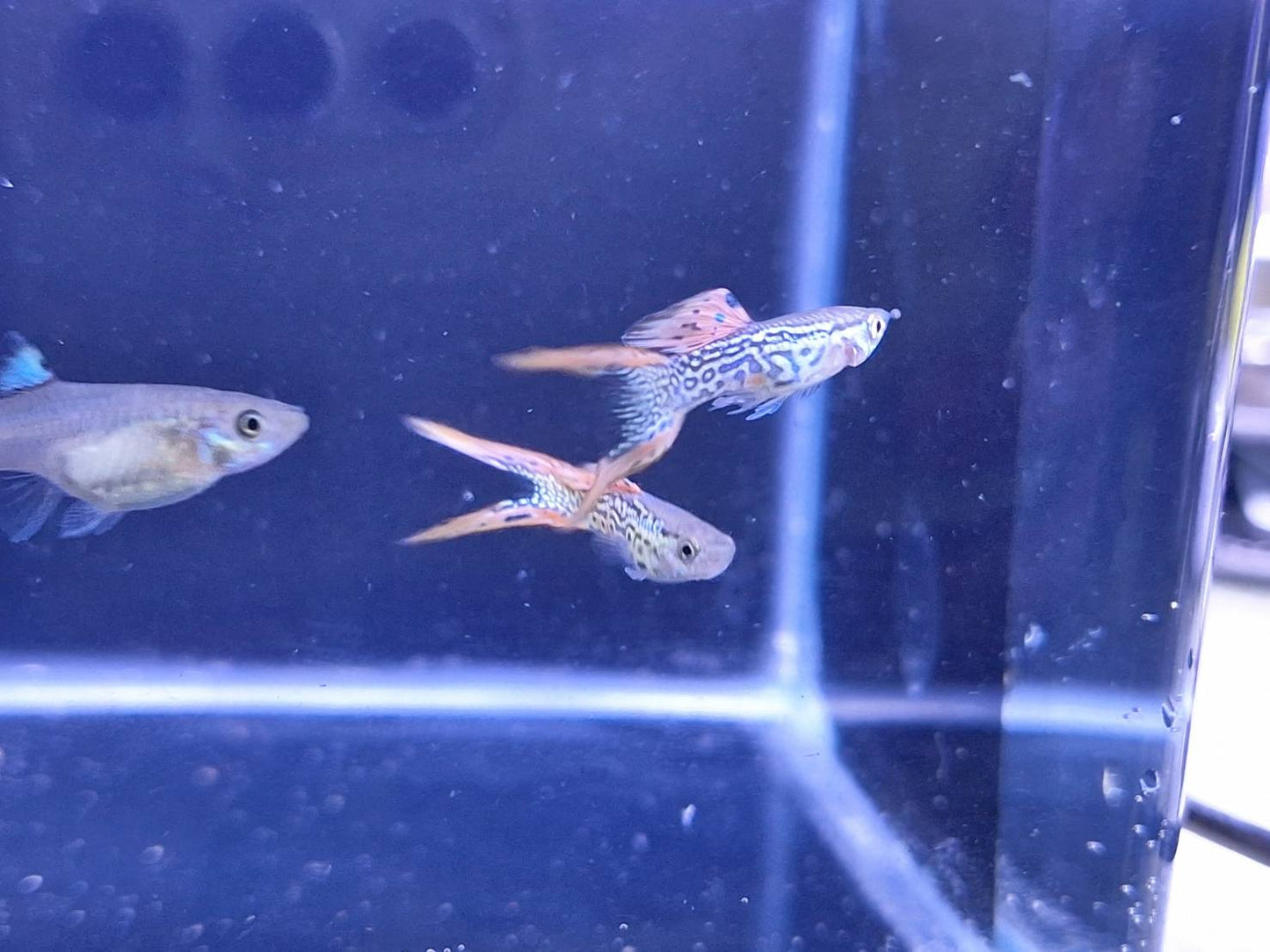 紅蕾絲雙劍(對魚)三對裝
