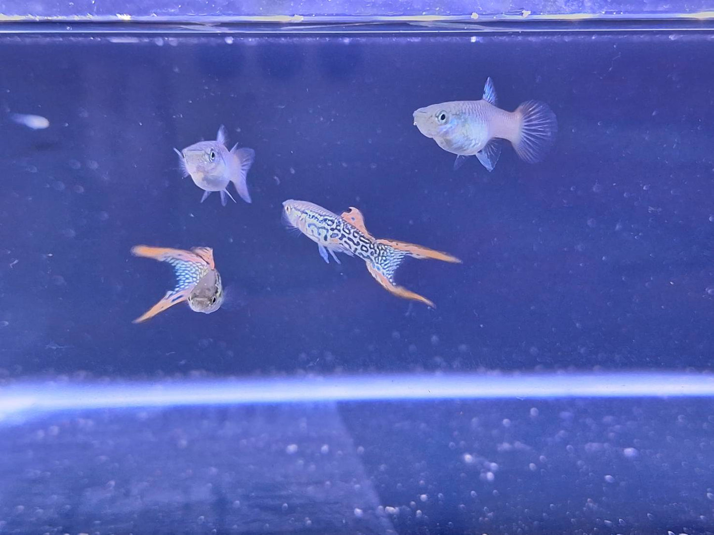 紅蕾絲雙劍(對魚)三對裝