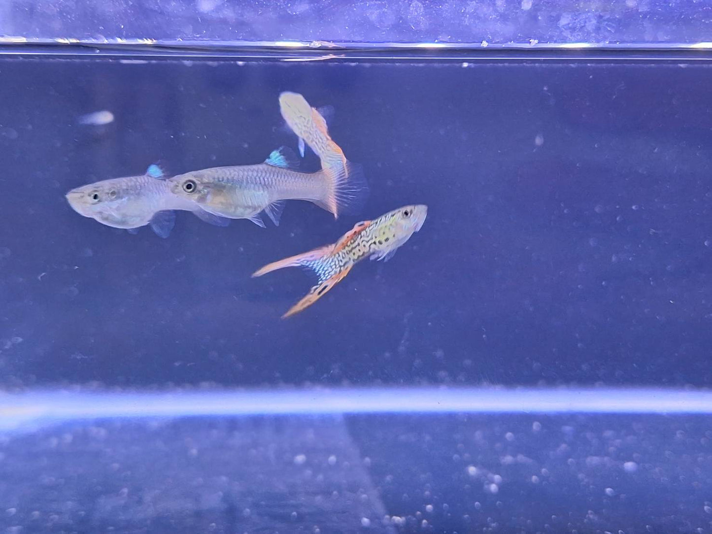 紅蕾絲雙劍(對魚)三對裝