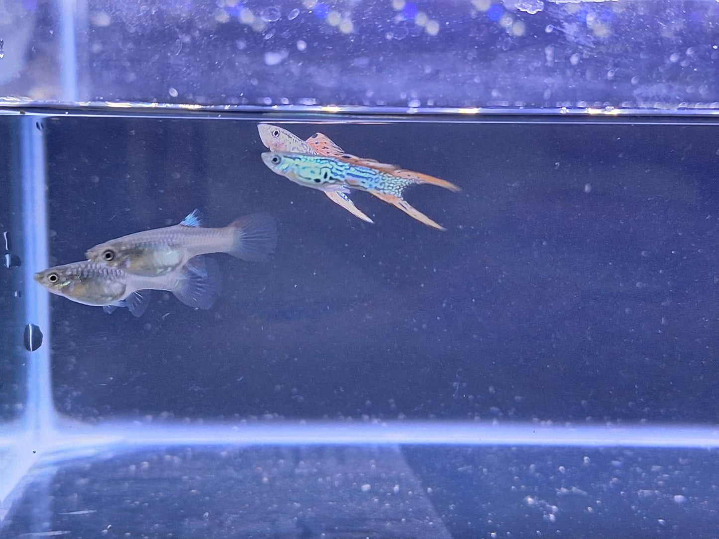 紅蕾絲雙劍(對魚)三對裝