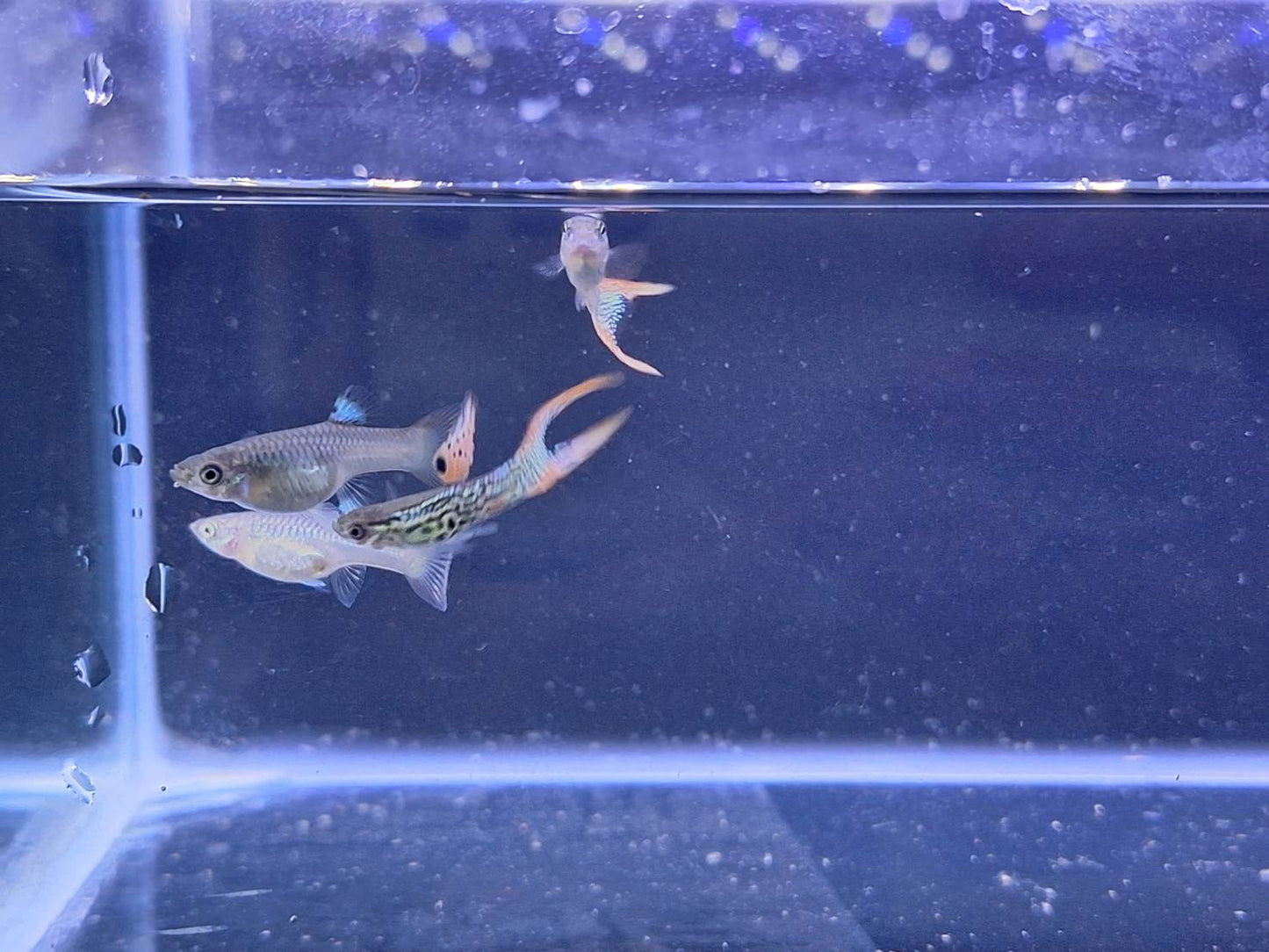 紅蕾絲雙劍(對魚)三對裝