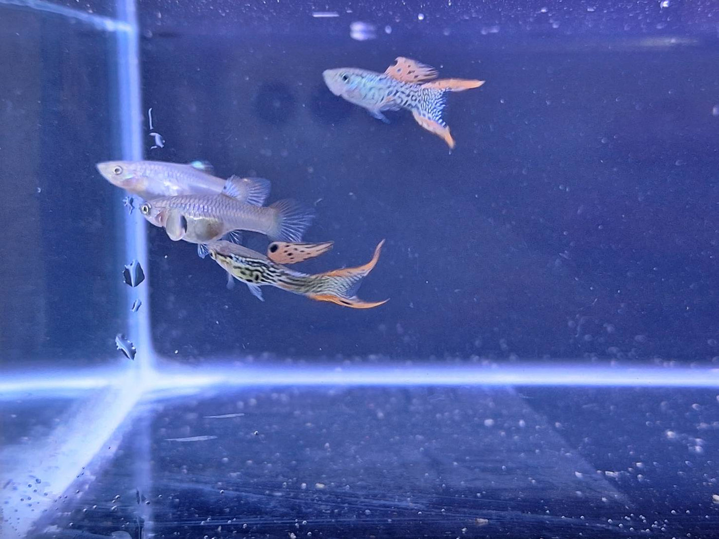 紅蕾絲雙劍(對魚)三對裝