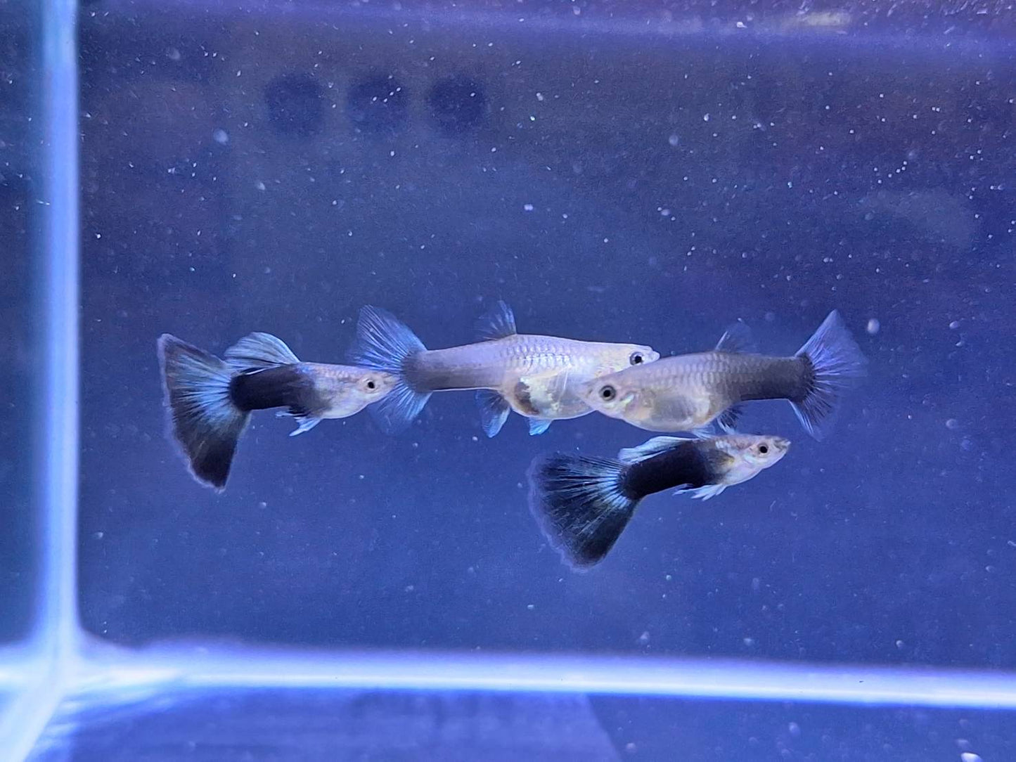 藍尾禮服(對魚)三對裝