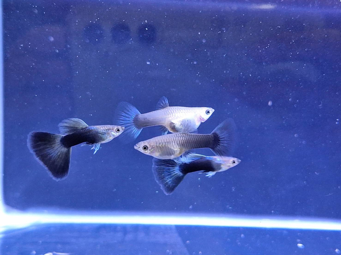 藍尾禮服(對魚)三對裝