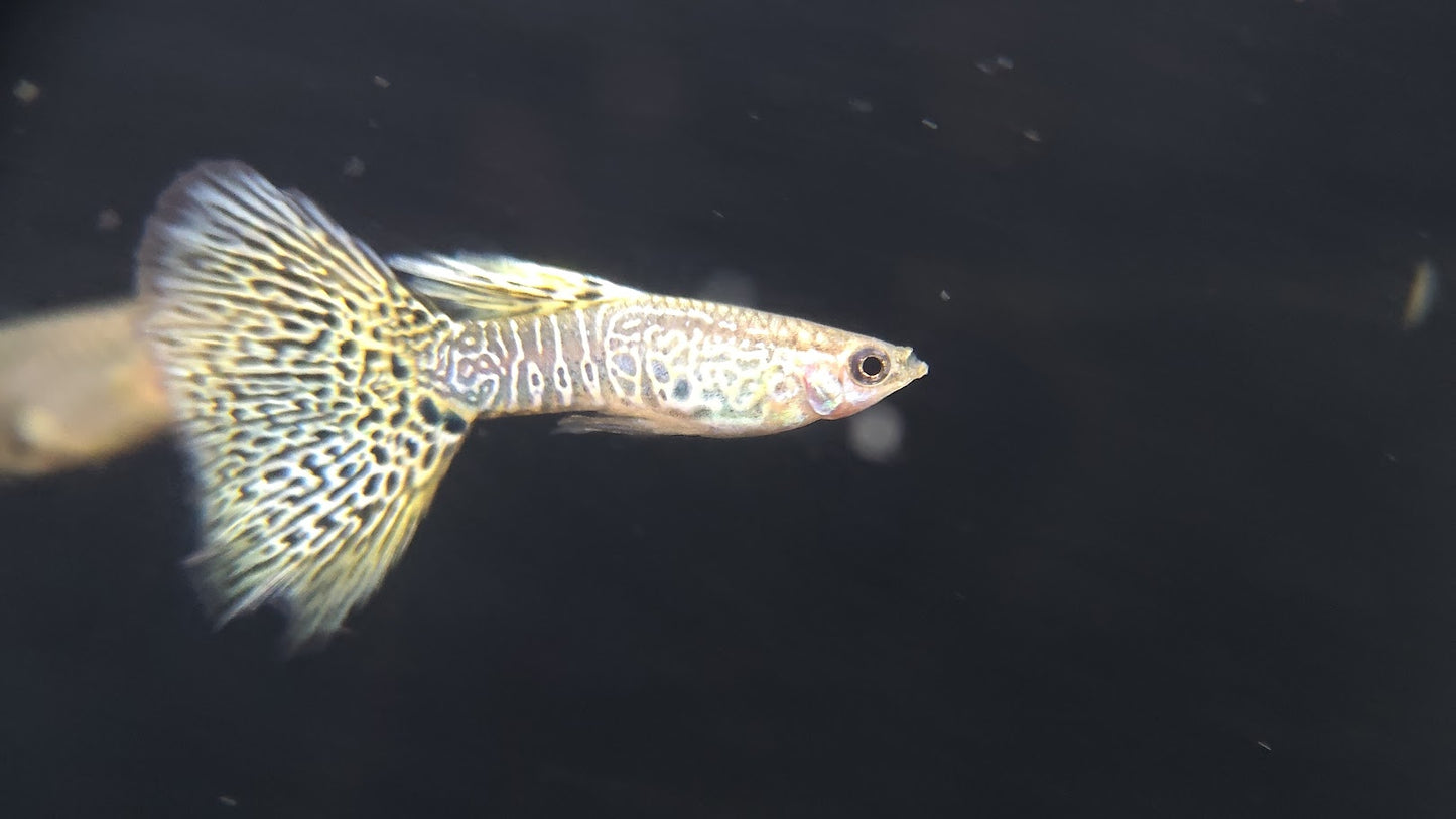 黃蛇王(對魚)3對一組