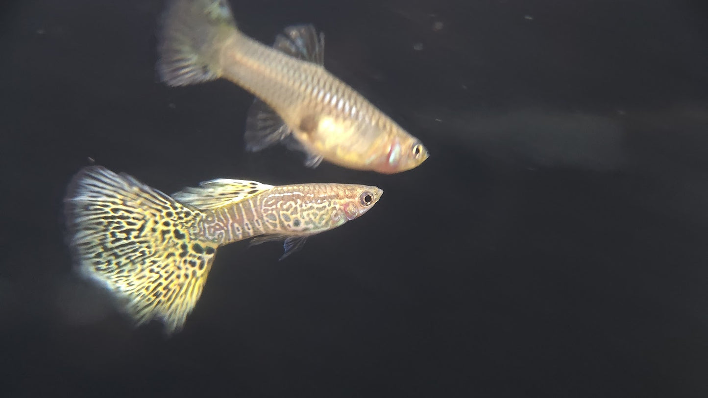 黃蛇王(對魚)3對一組