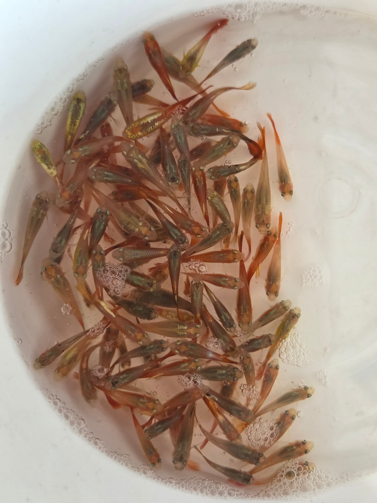 紅尾孔雀(大)一兩 無負擔運送風險