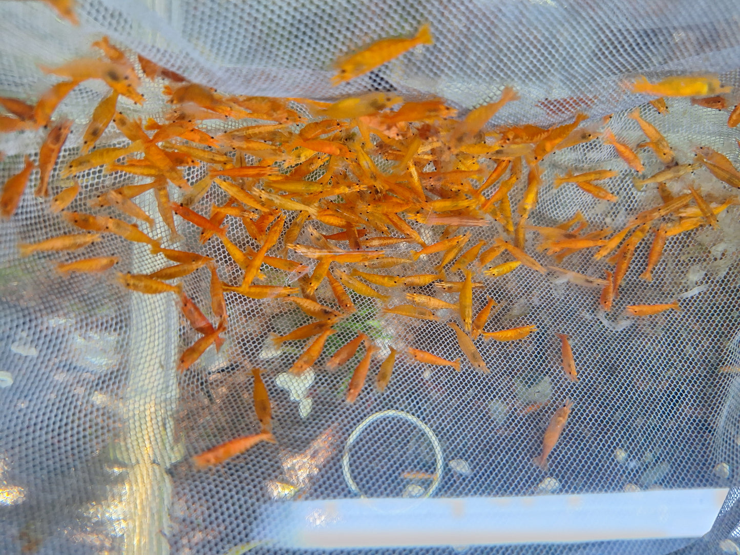 小香吉士50隻111