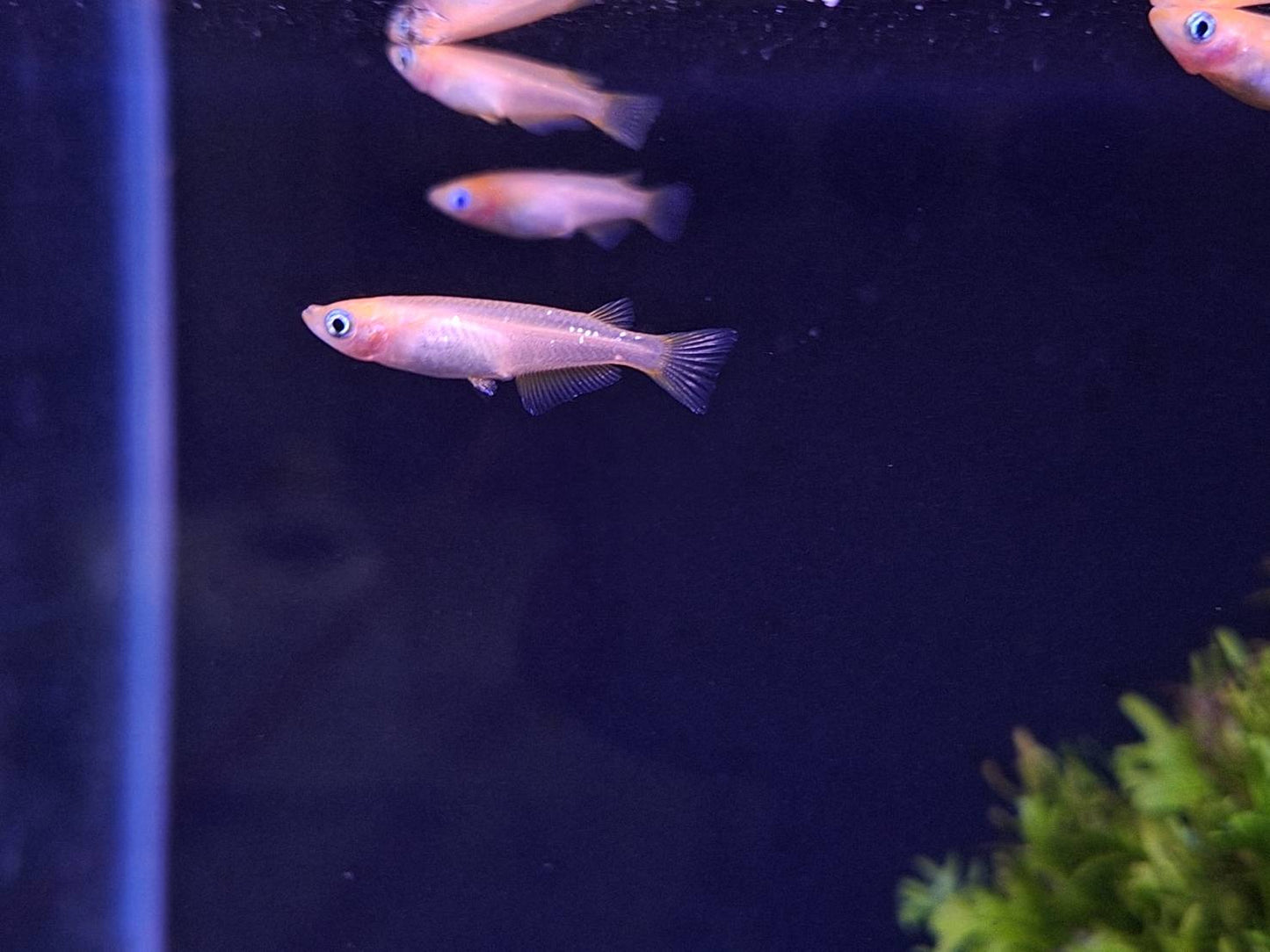 粉紅稻田魚10入