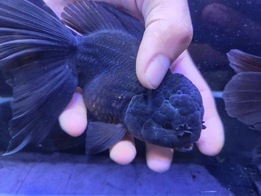 進口黑泰獅