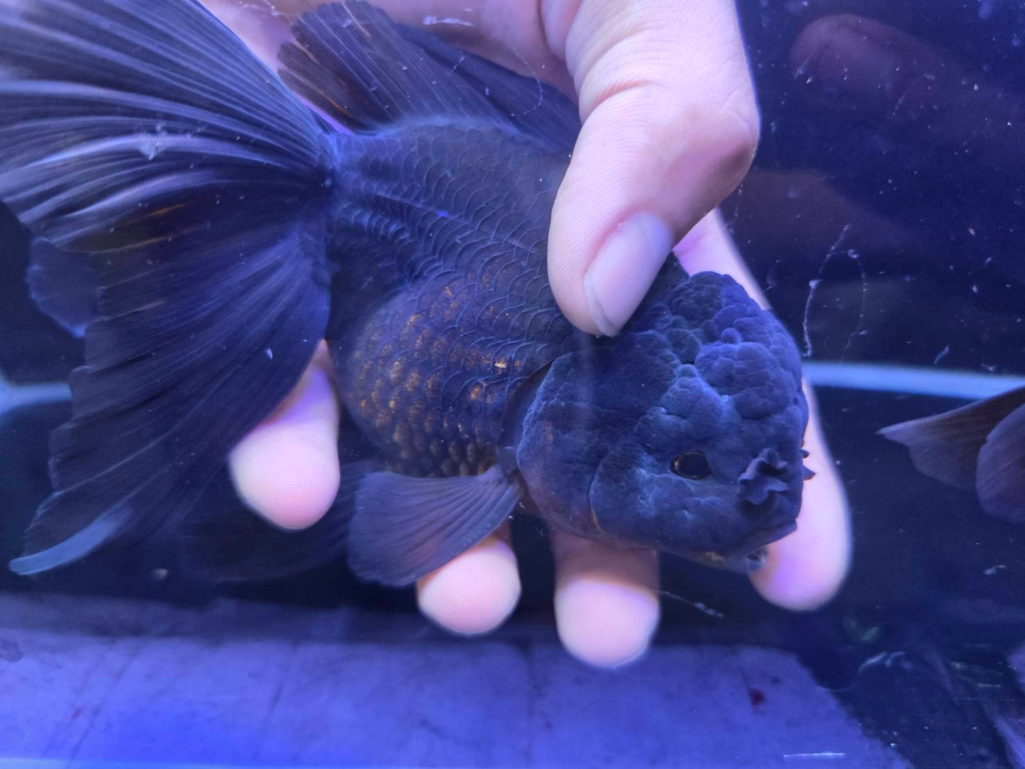 進口黑泰獅