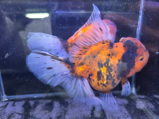進口五花泰獅