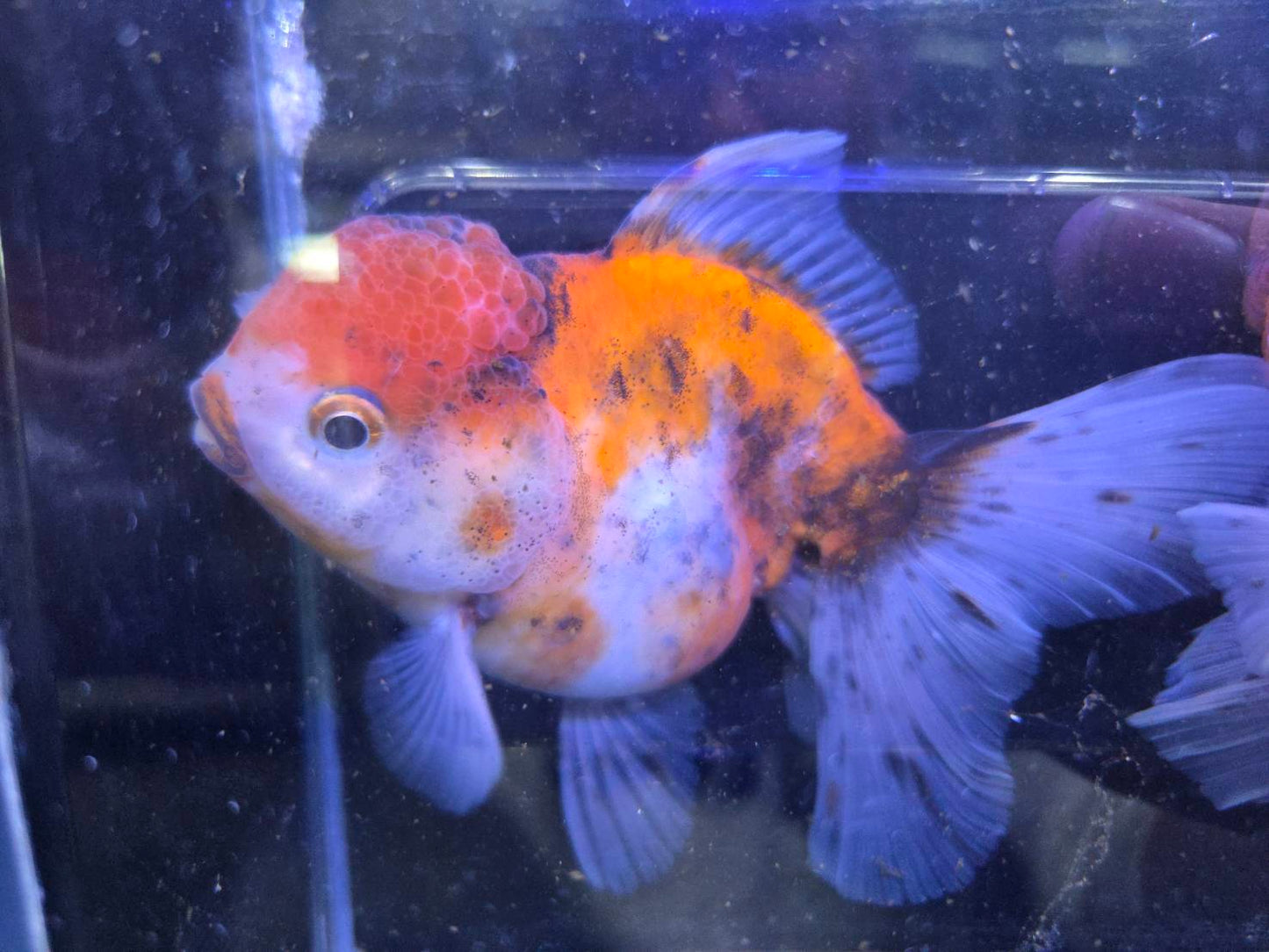 進口五花泰獅