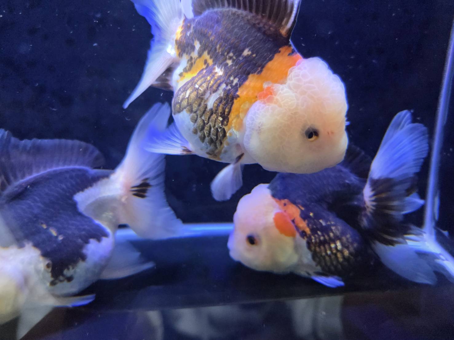 進口三色泰獅