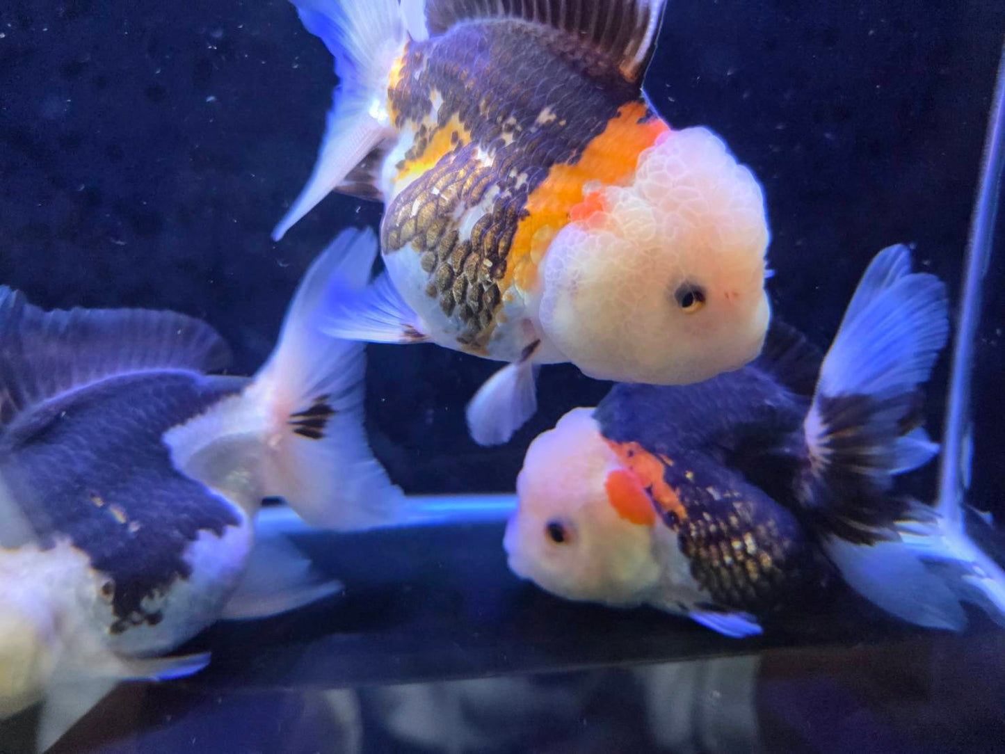 進口三色泰獅