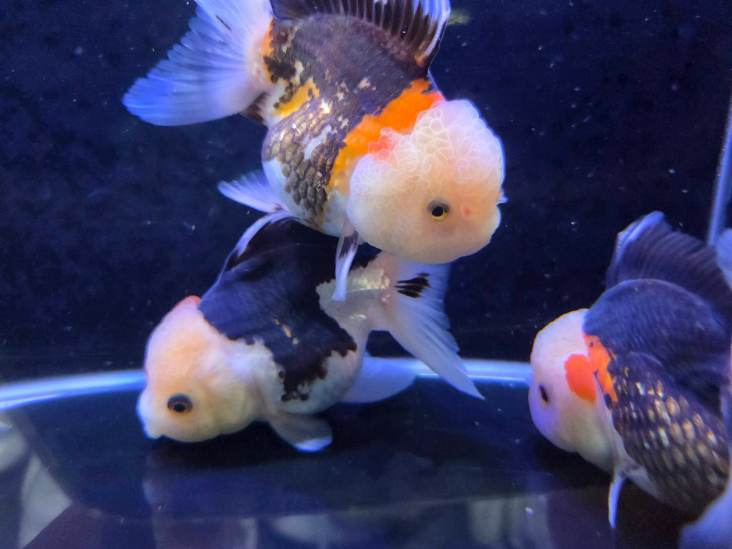 進口三色泰獅