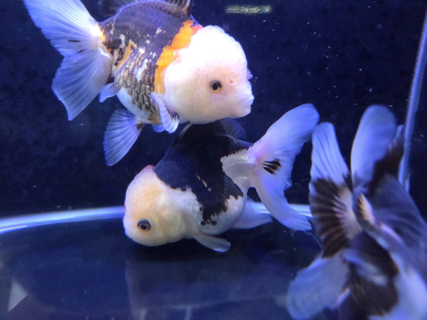 進口三色泰獅
