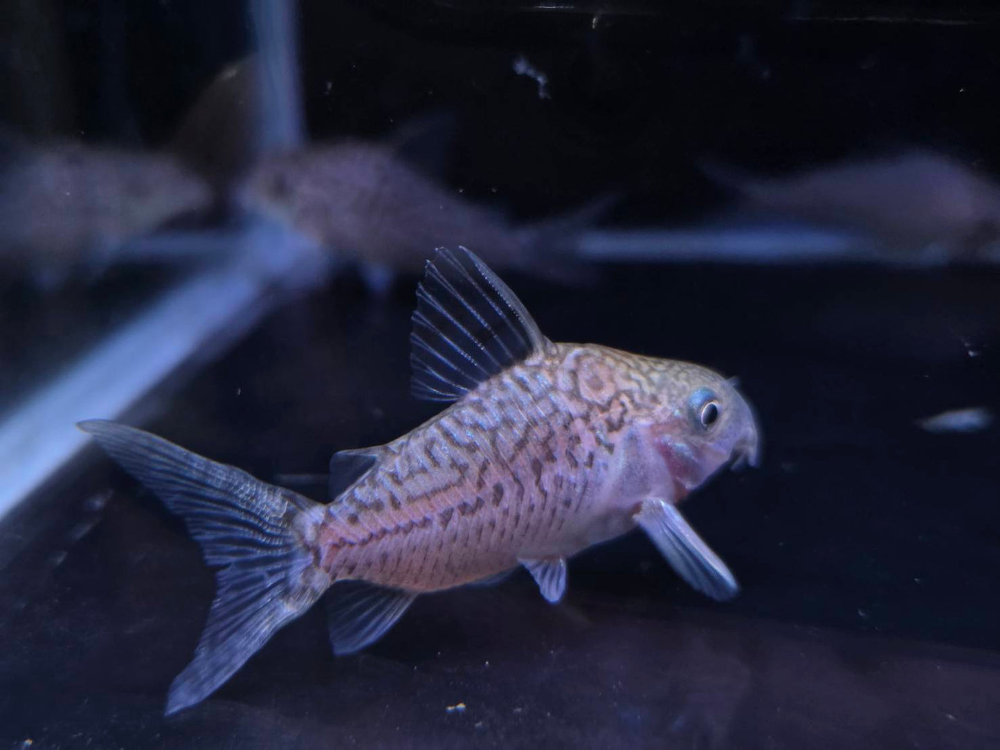 小花網鼠