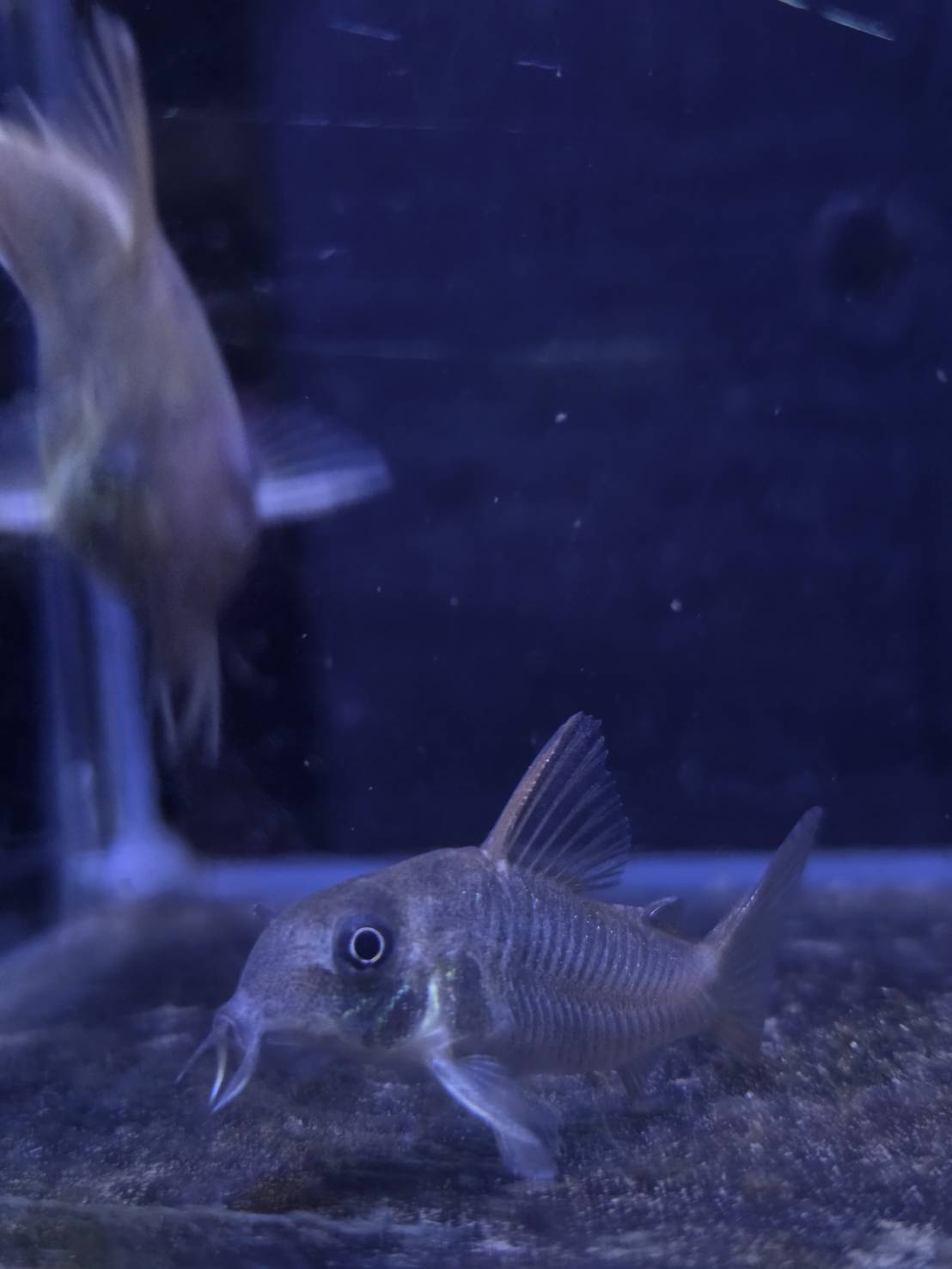 紅帆鼠