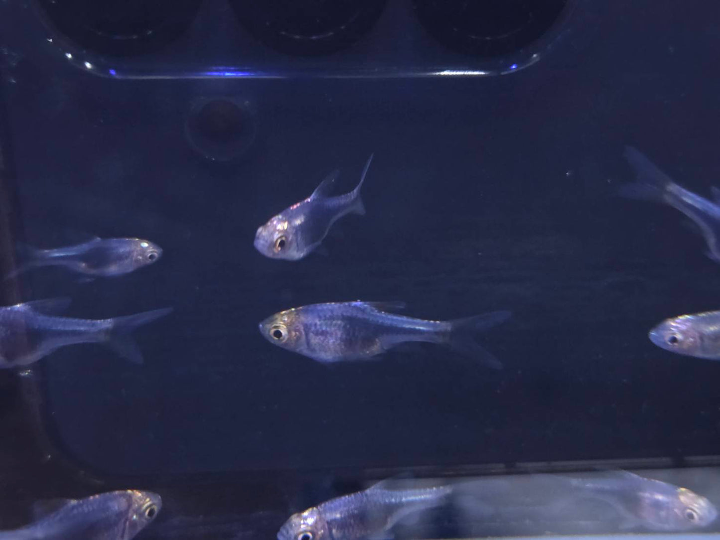 紫三角燈7隻