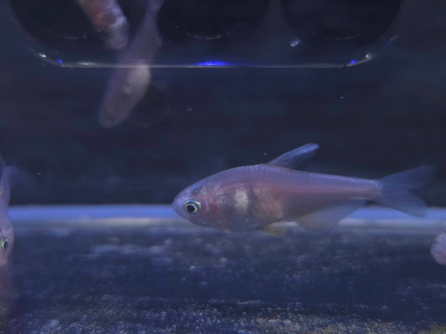 火焰燈10隻