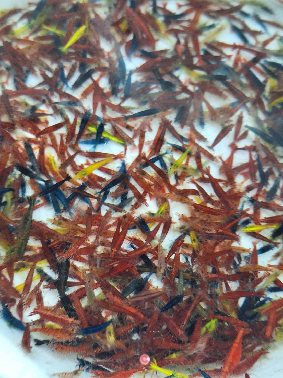 綜合米蝦120隻111