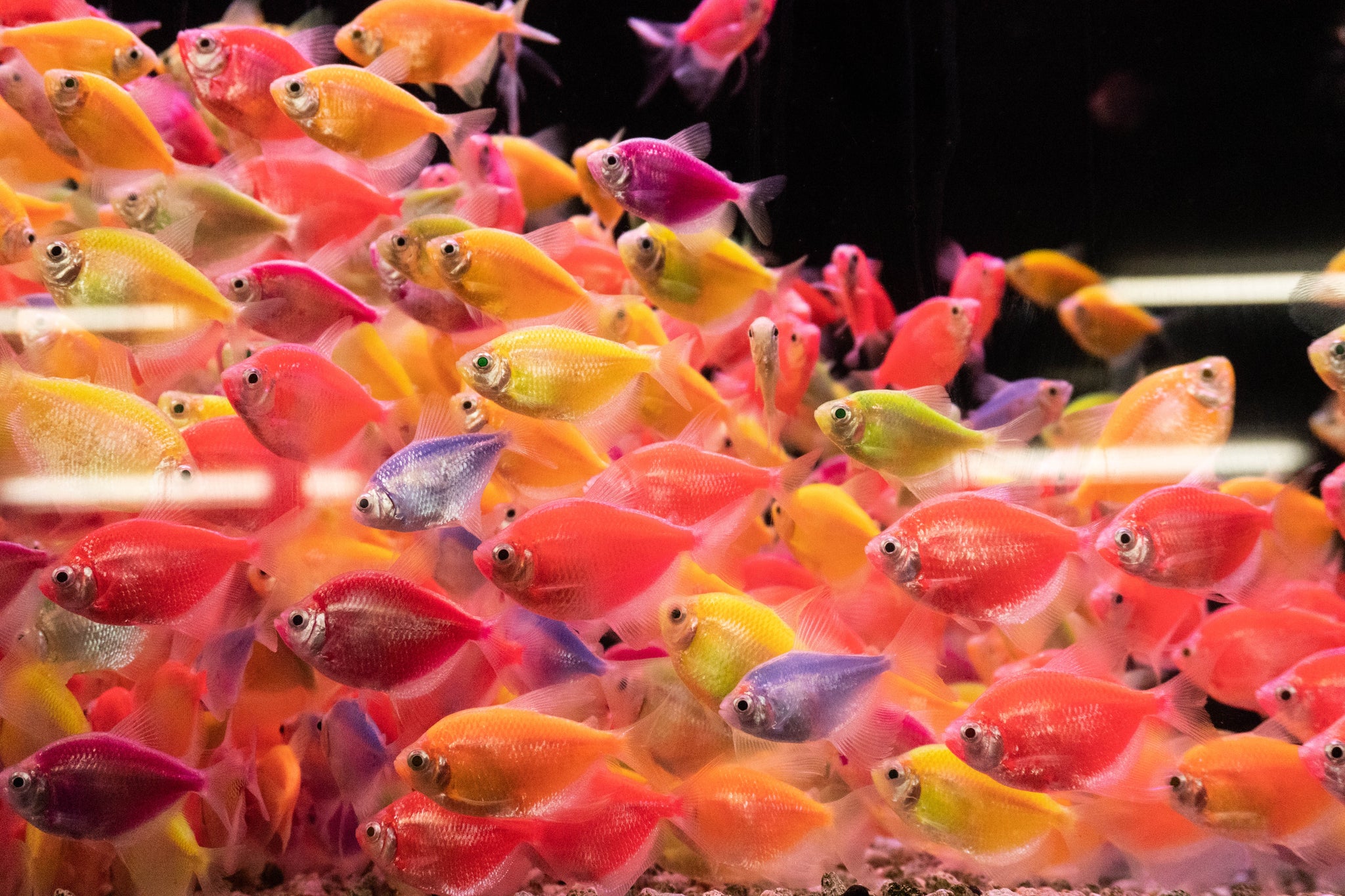 dsc00623__PID:ccd1aa25-754f-464e-bdbf-bf6aaf3b4097