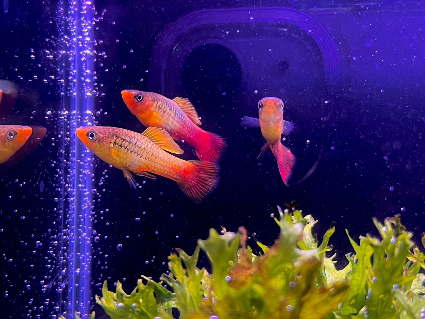 鴛鴦魚30入