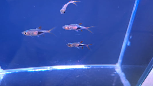 金三角燈10隻