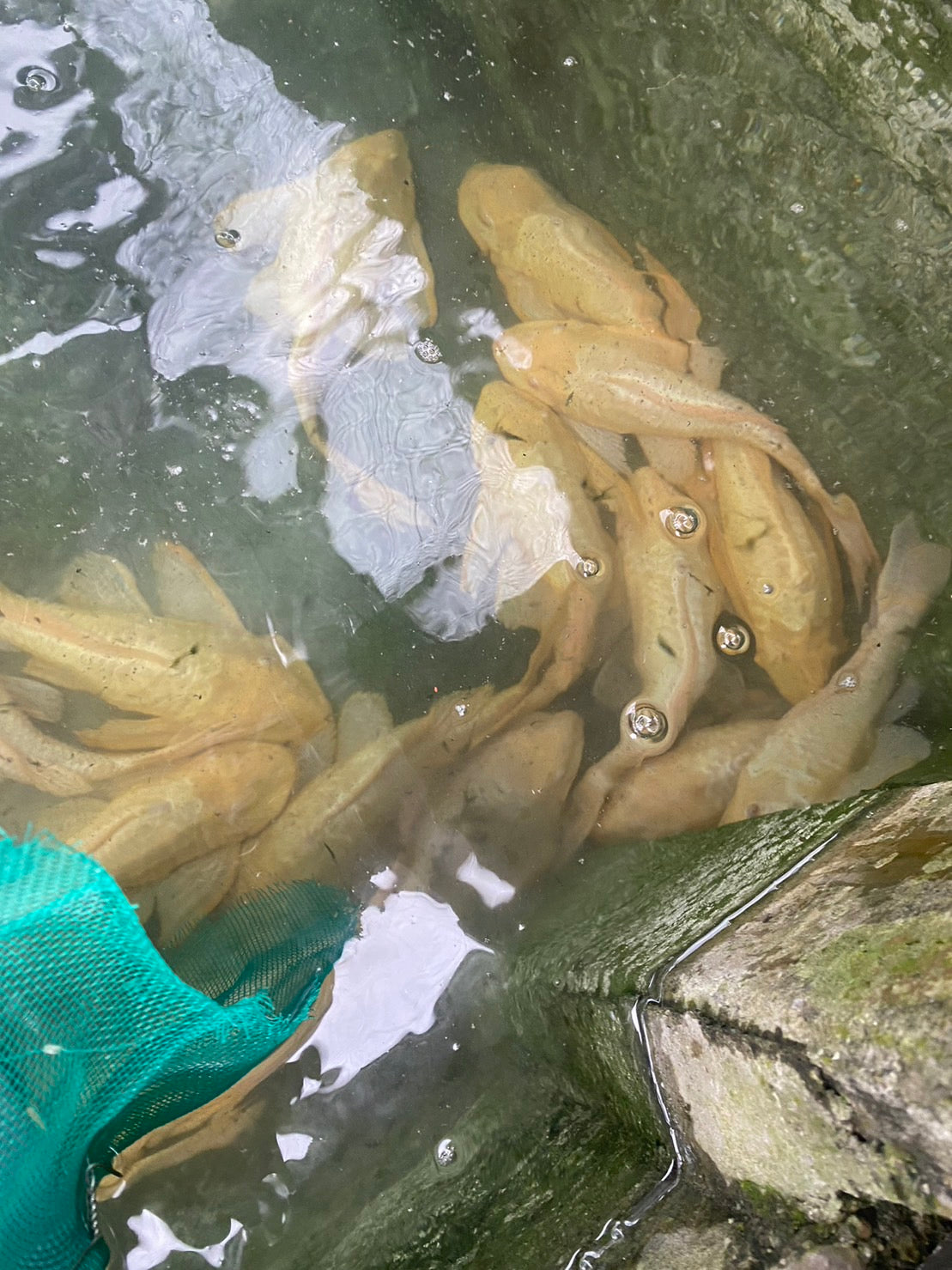 女王異形47-50公分