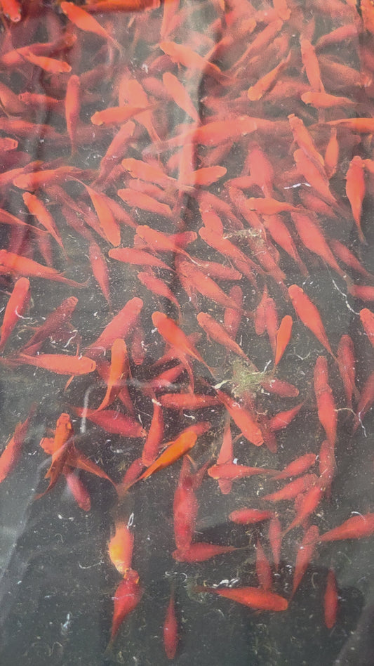 精選超紅紅球10隻一組