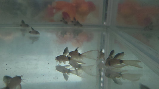 大帆熊貓鼠4公分