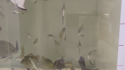 淡化金錢魚 銀昌 黑格 高射炮 烏魚