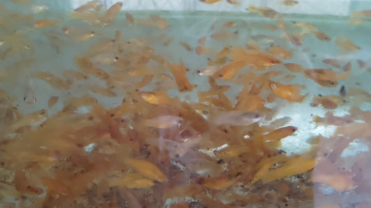 萊姆茉莉20隻