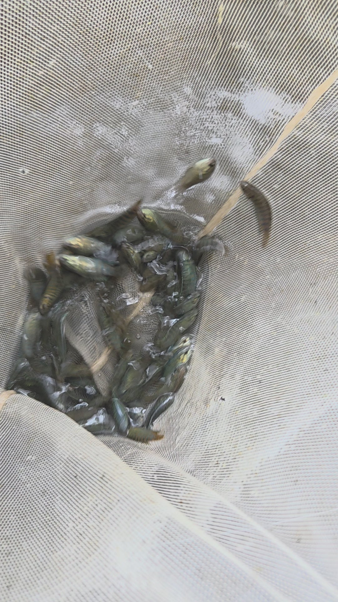 彩兔/蓋班鬥魚