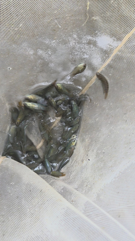 彩兔/蓋班鬥魚