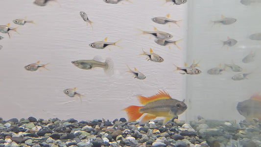 金三角燈10隻