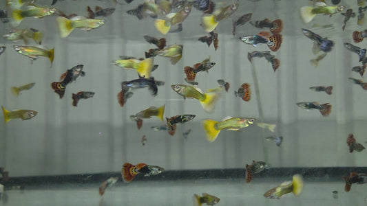 特級大公孔雀魚10隻