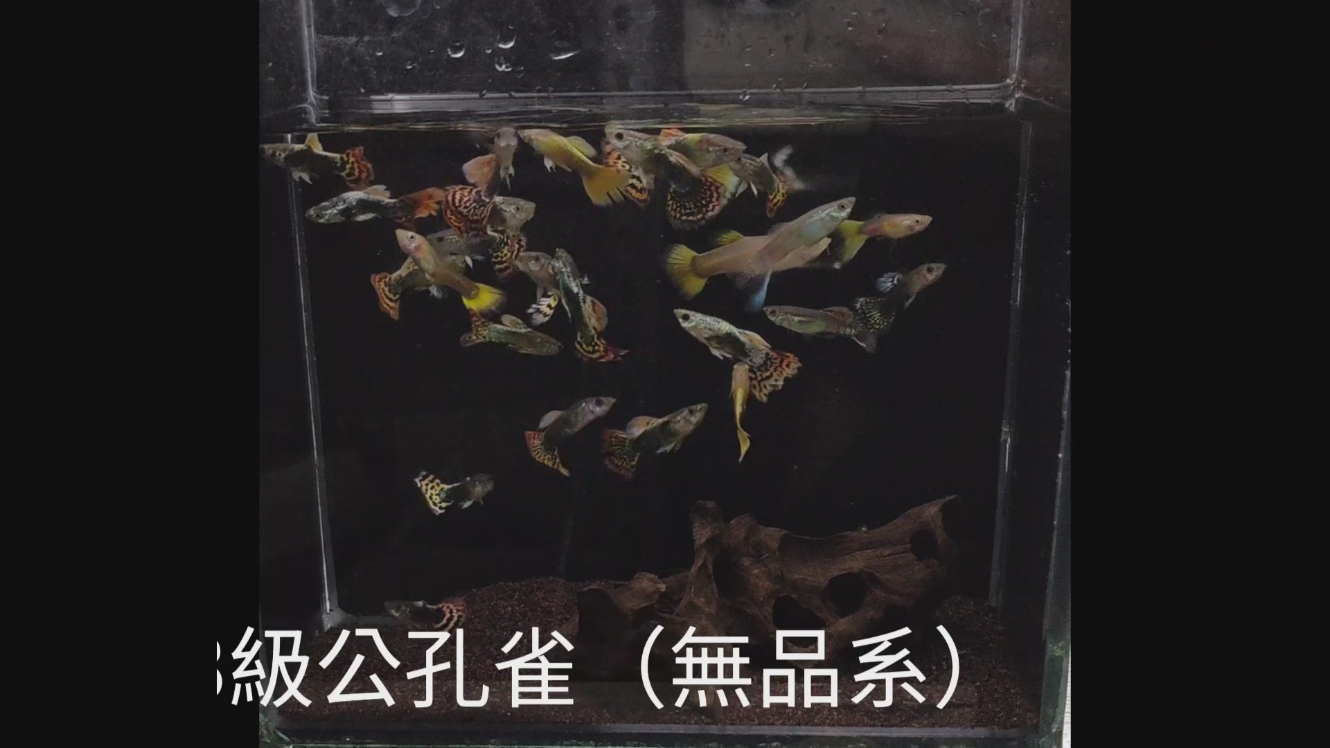 綜合大尾孔雀