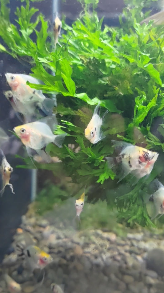 三色神仙5隻