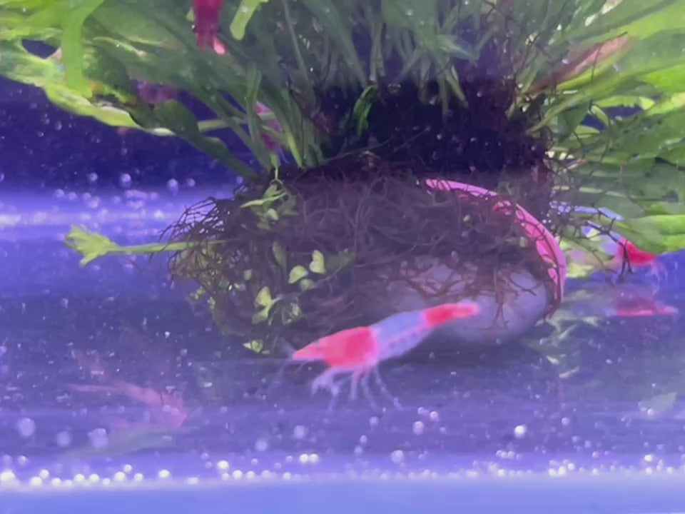 紅琉璃蝦(越多隻越便宜)