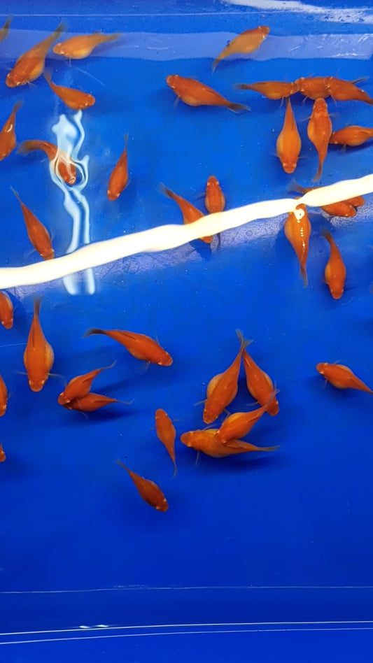 紅球15隻（影片為長大的紅球）